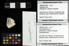 Foto (Objekt + Etiketten) von Tuberosagalathea sp. 